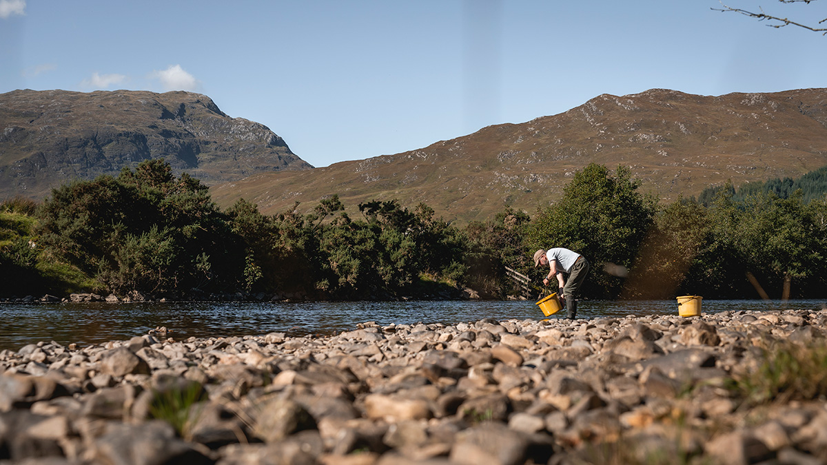 Wild salmon conservation study guides path to restoring endangered native species