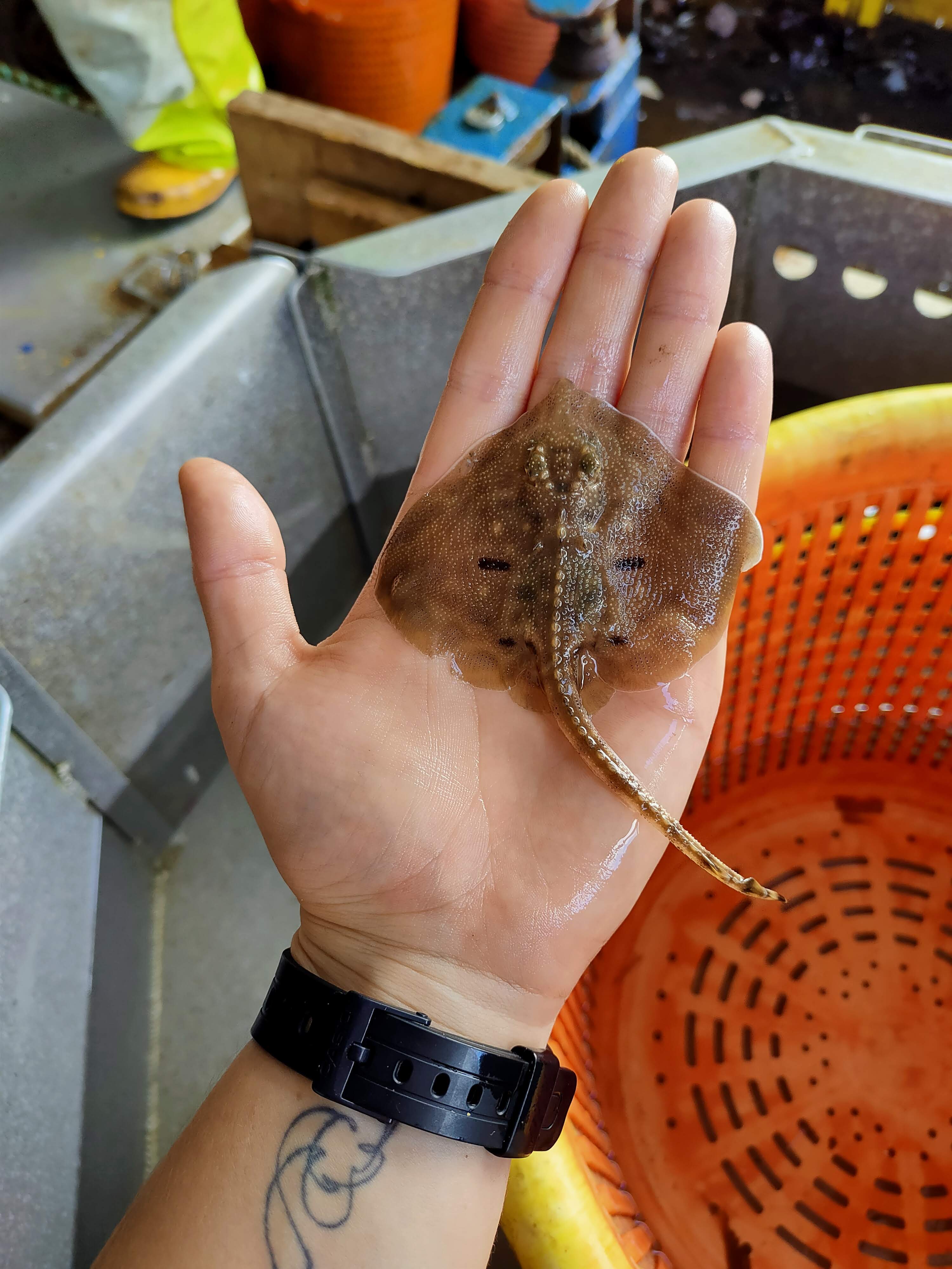 Ray in hand