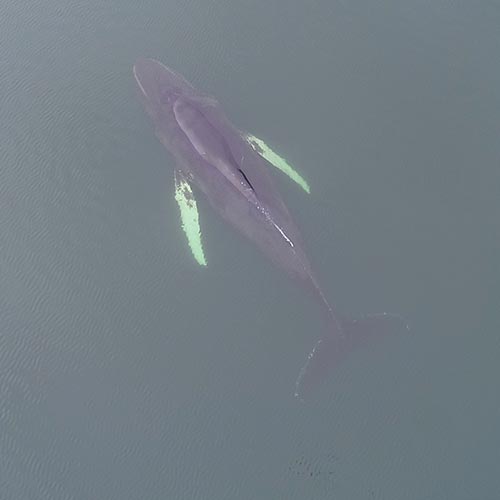 Students at SAMS UHI had a real-life conservation lecture when a humpback whale became stranded on the shore outside the institute. Students at SAMS UHI had a real-life conservation lecture when a humpback whale became stranded on the shore outside the institute.