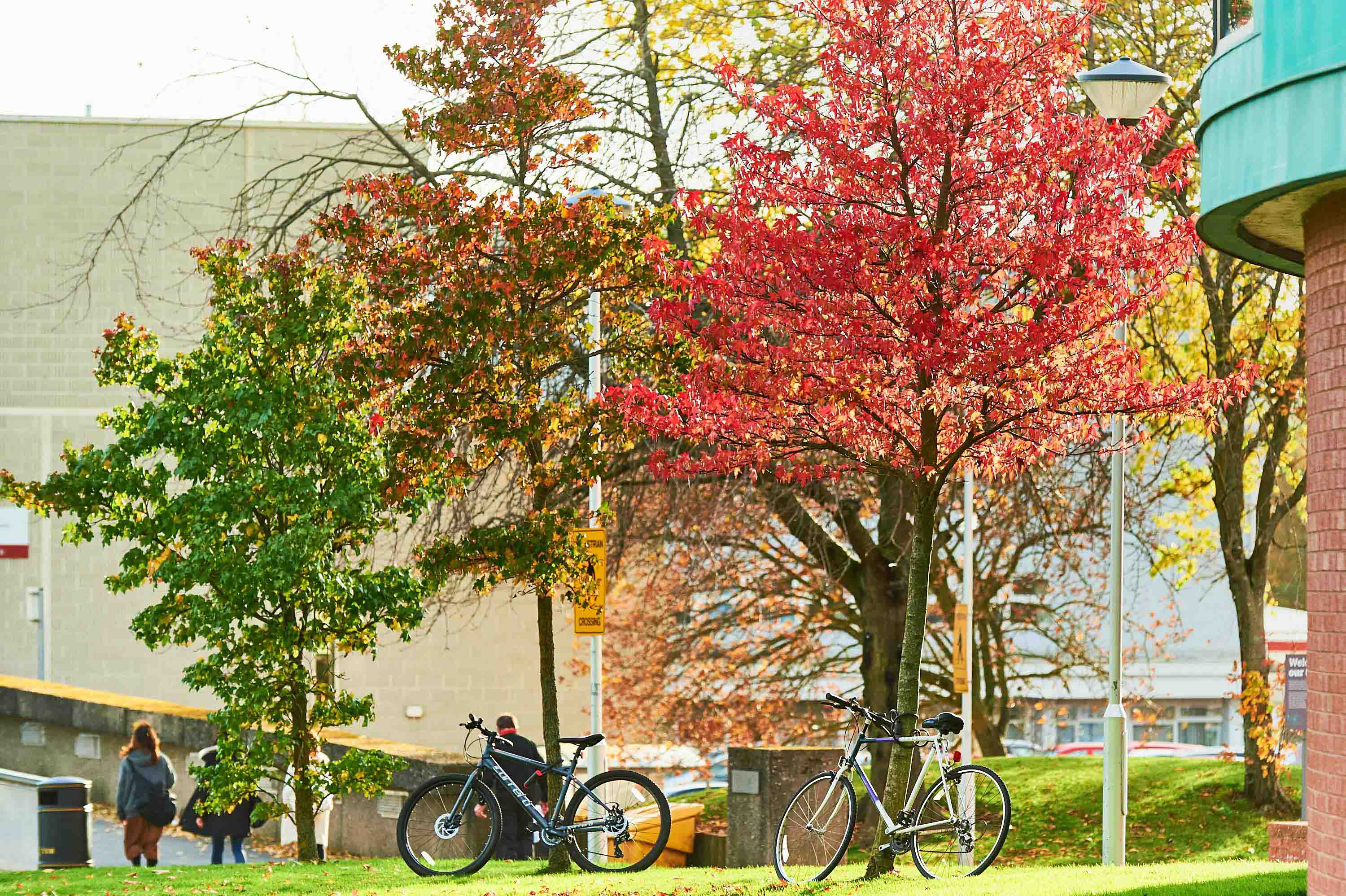 Trees and bikes at Perth College UHI Trees and bikes at Perth College UHI