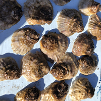Juvenile European Flat Oysters Juvenile European Flat Oysters