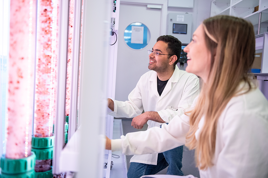 Two people looking at an algae bioreactor Two people looking at an algae bioreactor