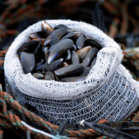Sack of mussels Sack of mussels