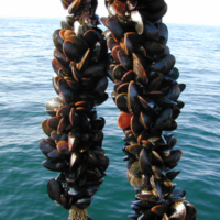 Mussels growing on rope Mussels growing on rope