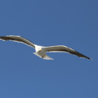 Gull in flight Gull in flight