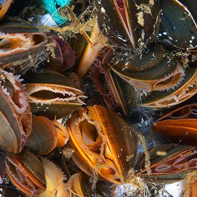 mussels mussels