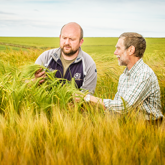 Two people looking at wheat in a field Two people looking at wheat in a field